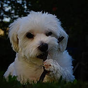 Spooky a rejoint le concours — aidez-le/la à gagner de superbes lots ! dog, white_dog, fluffy, pet, grass, stick, outdoor, animal, cute, fur, nature, paw, canine, playful, closeup, portrait, mammal, young_dog, chewing, adorable