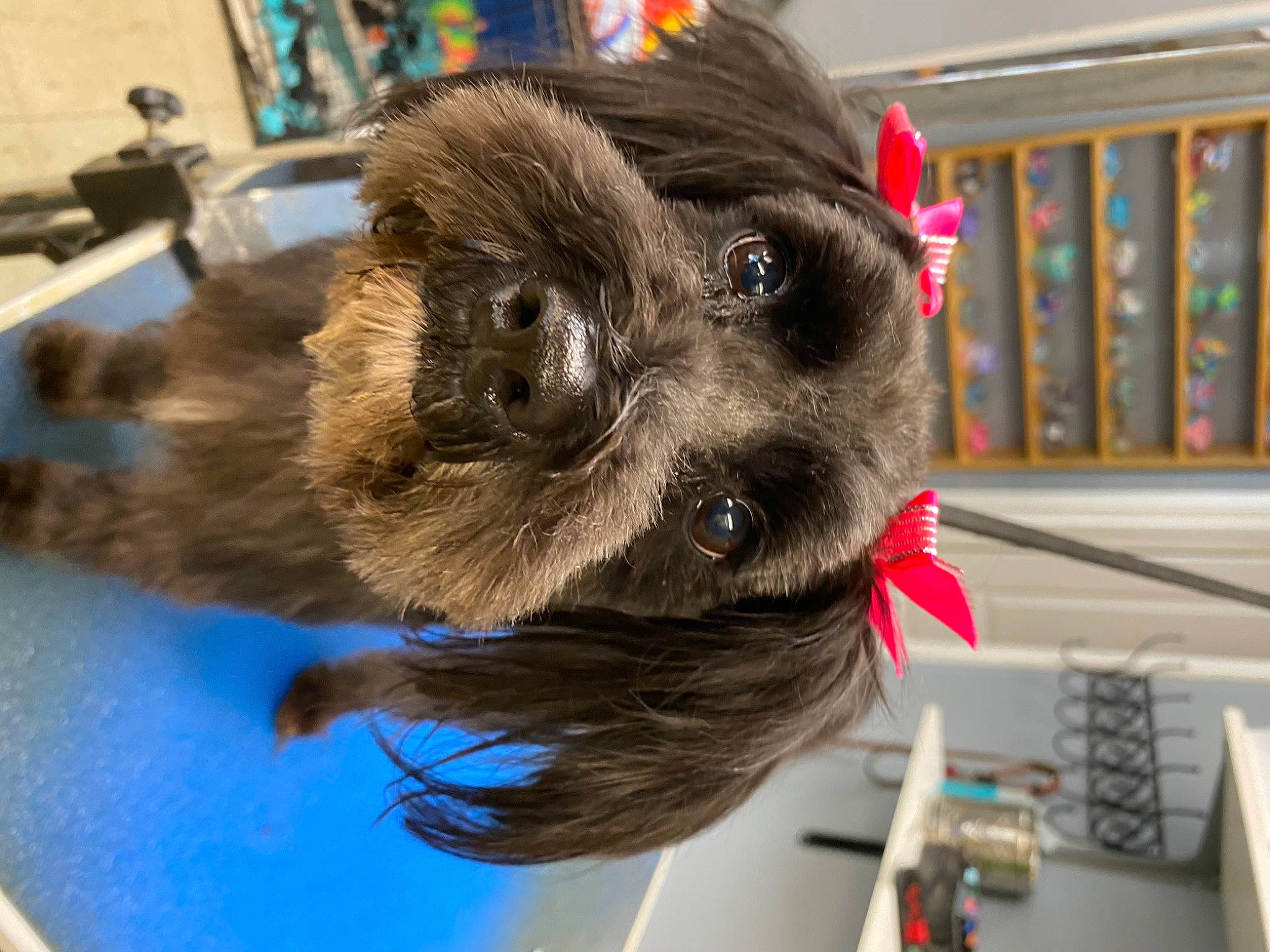 Katydid is registered to the contest to win money with this photo: canidae, carnivore, companion_dog, dog_breed, ear, fawn, felidae, fur, liver, snout, sporting_group, whiskers, working_animal