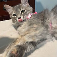 Roni is registered to the contest to win money with this photo: cat, kitten, fluffy, gray_fur, long_hair, pink_collar, lying_down, relaxed, licking_nose, green_eyes, whiskers, ears, tail, paws, bed, bedroom, indoor, pet, cute, portrait