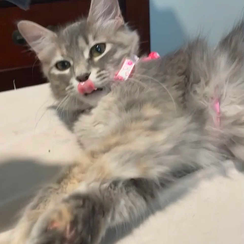 Roni is registered to the contest to win money with this photo: cat, kitten, fluffy, gray_fur, long_hair, pink_collar, lying_down, relaxed, licking_nose, green_eyes, whiskers, ears, tail, paws, bed, bedroom, indoor, pet, cute, portrait