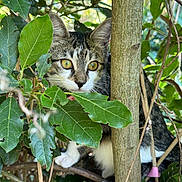 Isis a rejoint le concours — aidez-le/la à gagner de superbes lots ! cat, tabby, animal, nature, green_leaves, foliage, tree_trunk, outdoor, wildlife, curious, eyes, whiskers, pet, mammal, branch, camouflage, close_up, soft_fur, sunlight, intense_gaze