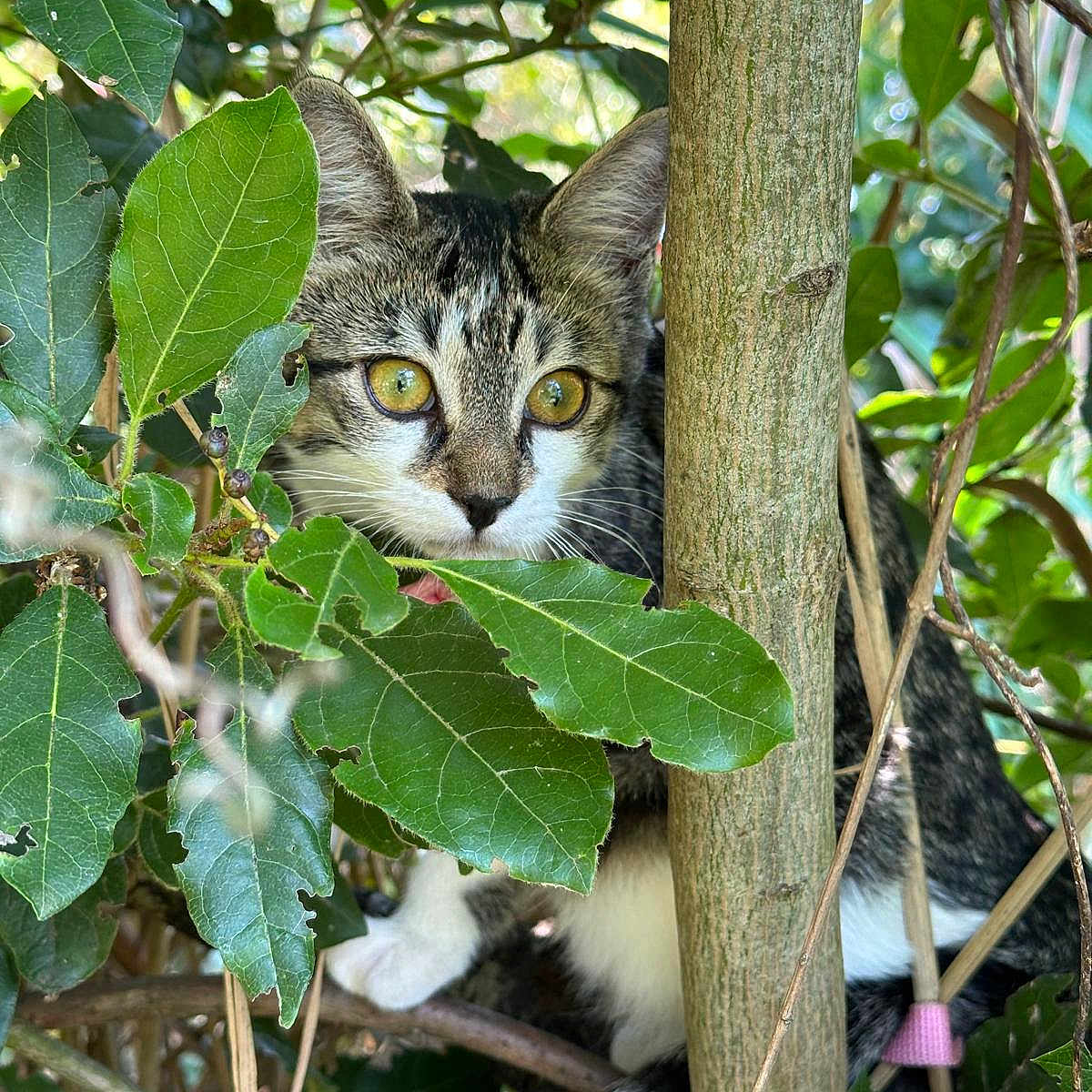 Isis a rejoint le concours — aidez-le/la à gagner de superbes lots ! animal, branch, camouflage, cat, close_up, curious, eyes, foliage, green_leaves, intense_gaze, mammal, nature, outdoor, pet, soft_fur, sunlight, tabby, tree_trunk, whiskers, wildlife