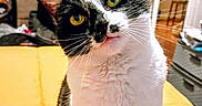 Rose is registered to the contest to win money with this photo: bed, black_and_white, blanket, cat, cozy, curious, domestic_animal, drawer, face, feline, fur, furniture, head_tilt, household_items, indoor, pet, room, sitting, whiskers, yellow_eyes