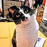 Rose is registered to the contest to win money with this photo: cat, black_and_white, yellow_eyes, curious, indoor, pet, feline, face, whiskers, fur, domestic_animal, sitting, head_tilt, bed, blanket, drawer, room, furniture, household_items, cozy
