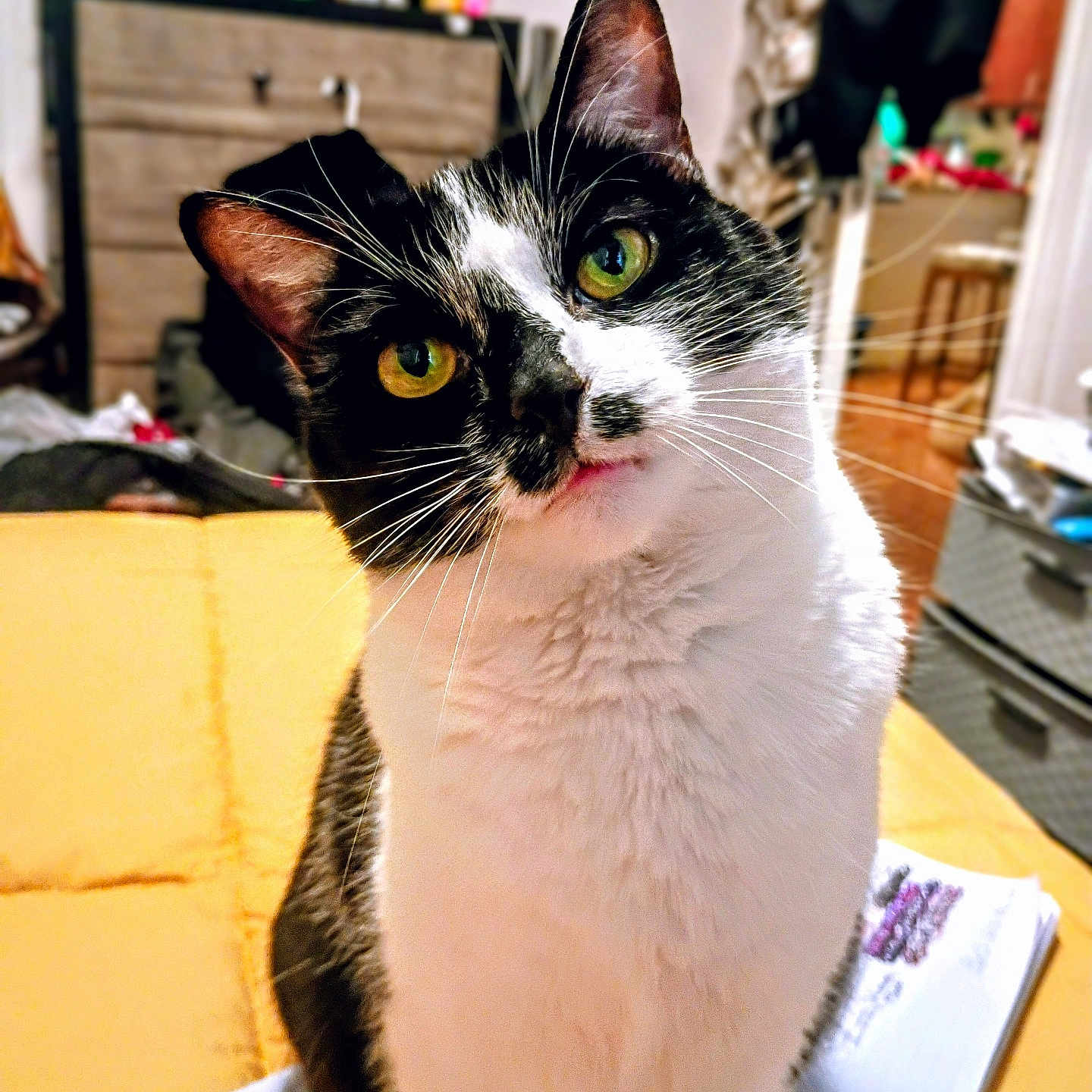 Rose is registered to the contest to win money with this photo: cat, black_and_white, yellow_eyes, curious, indoor, pet, feline, face, whiskers, fur, domestic_animal, sitting, head_tilt, bed, blanket, drawer, room, furniture, household_items, cozy