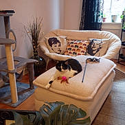 Rose joined the competition — help win amazing prizes! cat, living_room, chair, pillow, cat_tree, window, plant, feather_toy, ottoman, curtain, floor, rug, decor, cushion, furniture, indoor, black_and_white_cat, relaxing, cozy, home