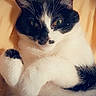 Rose is registered to the contest to win money with this photo: cat, black_and_white, fur, pet, animal, cute, relaxed, lying_down, whiskers, close_up, indoor, soft, cozy, blanket, heart_shape, sleepy, paw, feline, adorable, resting