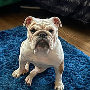Bubbles joined the competition — help win amazing prizes! bulldog, dog, pet, indoor, blue_rug, wooden_floor, fur, animal, sitting, face, ears, paws, wrinkles, looking, companion, cute, domestic, mammal, house, flooring
