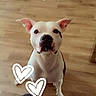 Chanel participe au concours pour gagner de l'argent avec cette photo : dog, white_dog, sitting, portrait, pet, canine, animal, indoors, wooden_floor, home, shelves, heart_stickers, ears, nose, eyes, front_facing, short_hair, white_fur, black_markings, photograph