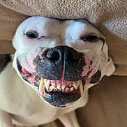 Chanel a rejoint le concours — aidez-le/la à gagner de superbes lots ! dog, white_dog, pet, animal, face, snout, nose, teeth, smile, grinning, eyes, close_up, portrait, indoor, couch, cushion, furniture, carpet, upside_down, funny