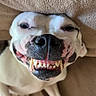 dog, white_dog, pet, animal, face, snout, nose, teeth, smile, grinning, eyes, close_up, portrait, indoor, couch, cushion, furniture, carpet, upside_down, funny