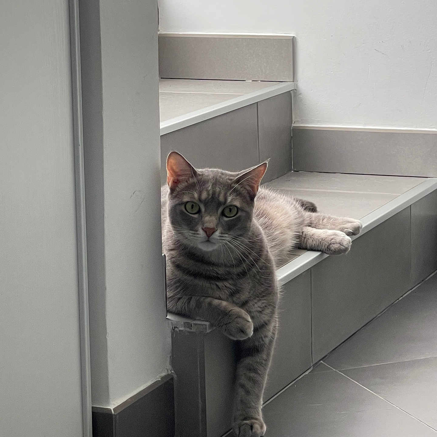 Alfred participe au concours pour gagner de l'argent avec cette photo : abyssinian, animal, architecture, building, cat, closet, cupboard, drawer, furniture, hardwood, house, housing, kitten, manx, pet, shelf, staircase, window, windowsill, wood