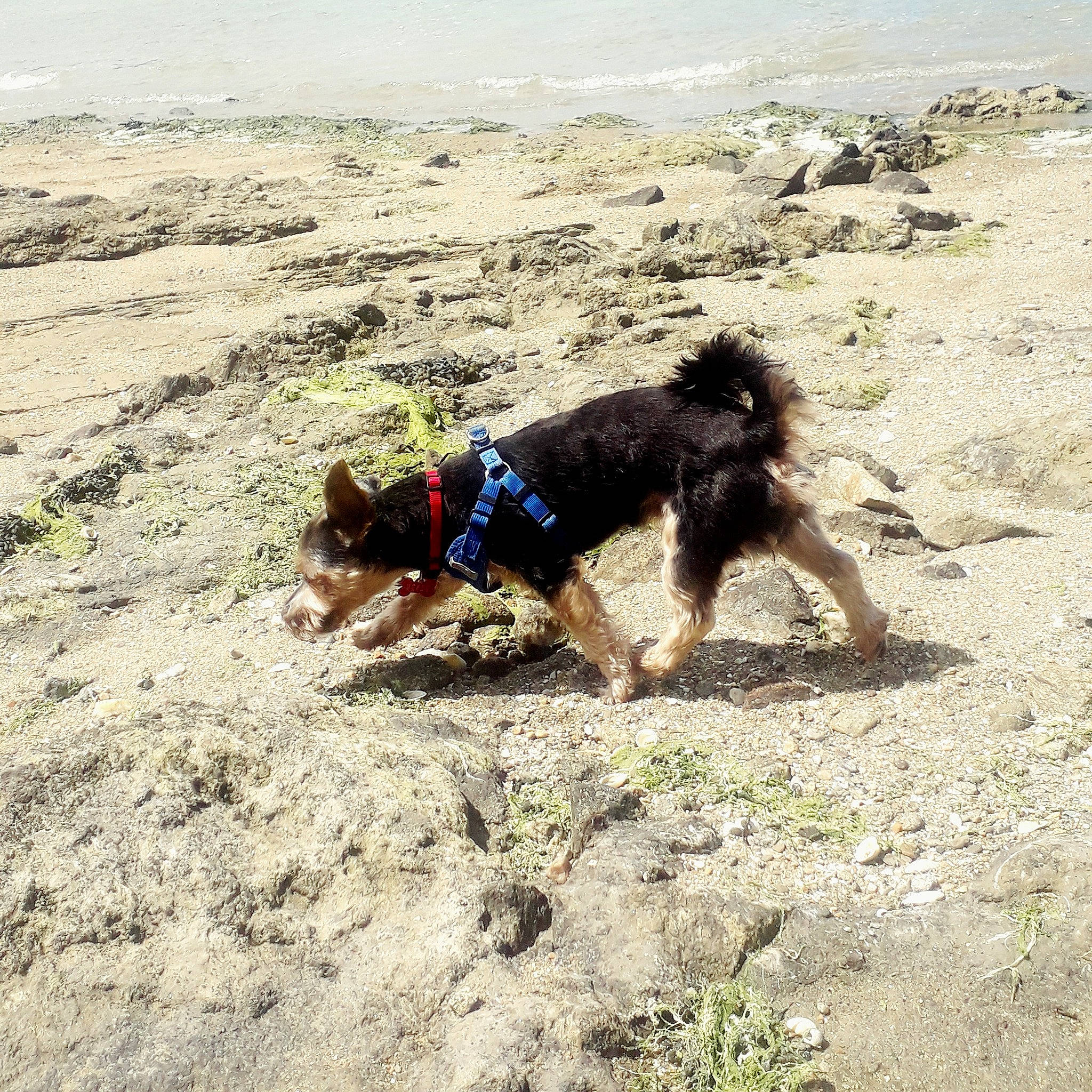 Oan a rejoint le concours — aidez-le/la à gagner de superbes lots ! beach, canidae, carnivore, dog, dog_breed, fun, ocean, sand, sea, soil, sporting_group, summer, terrier, vacation