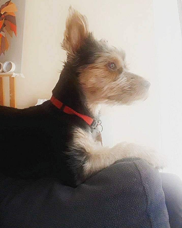 Oan participe au concours pour gagner de l'argent avec cette photo : biewer_terrier, canidae, carnivore, companion_dog, dog, dog_breed, ear, mammal, morkie, puppy, rare_breed_dog, skin, small_terrier, terrier, toy_dog, yorkshire_terrier