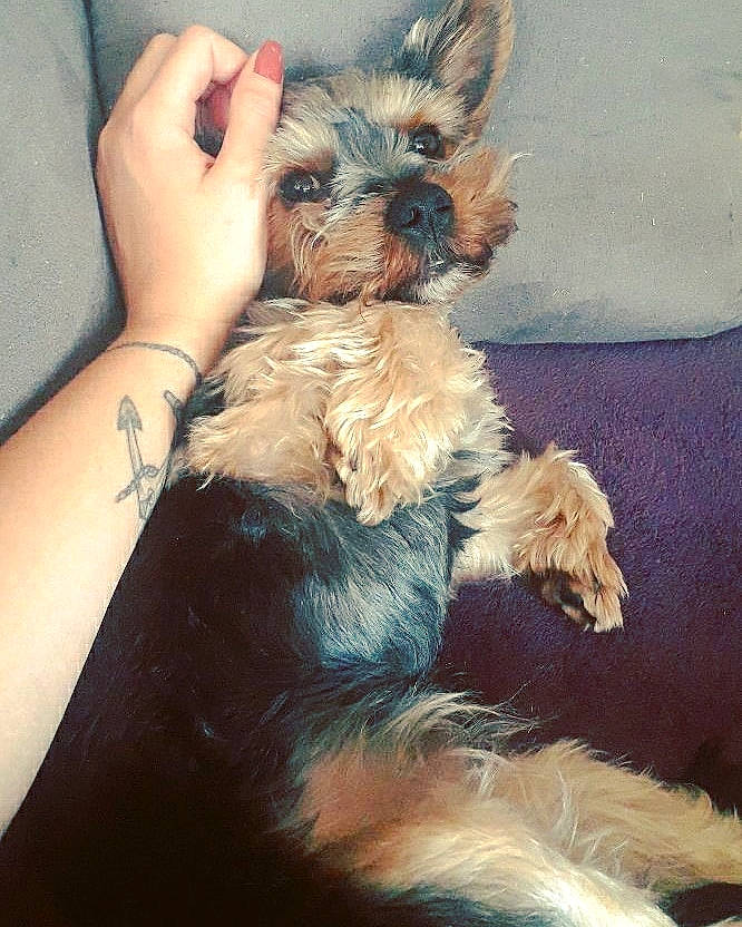 Oan a rejoint le concours — aidez-le/la à gagner de superbes lots ! australian_silky_terrier, australian_terrier, biewer_terrier, canidae, carnivore, companion_dog, dog, dog_breed, ear, mammal, morkie, puppy, schnoodle, small_terrier, sporting_group, terrier, toy_dog, vertebrate, yorkipoo, yorkshire_terrier