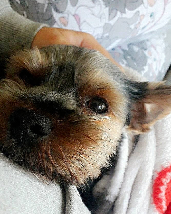 Oan a rejoint le concours — aidez-le/la à gagner de superbes lots ! border_terrier, canidae, carnivore, chinese_imperial_dog, companion_dog, dog, dog_breed, ear, mammal, morkie, puppy, puppy_love, schnoodle, shih_tzu, small_terrier, snout, terrier, toy_dog, vertebrate, yorkshire_terrier