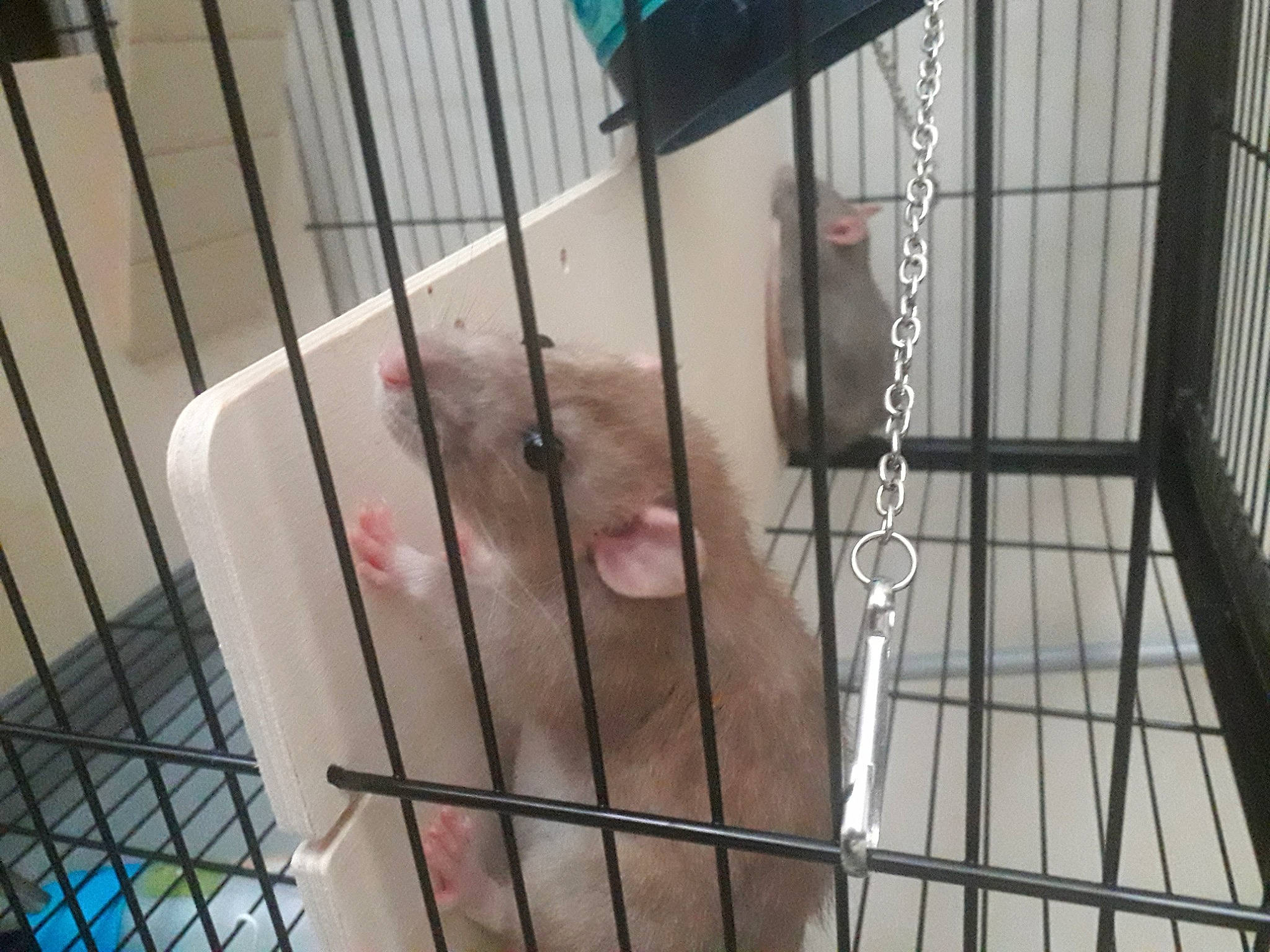 Lilo participe au concours pour gagner de l'argent avec cette photo : animal_shelter, cage, carnivore, ferret