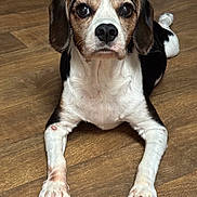 Guinness is registered to the contest to win money with this photo: dog, beagle, lying_down, wooden_floor, pets, animal, long_nails, brown, white, black, ears, face, paws, looking, indoor, cute, canine, fur, closeup, pet