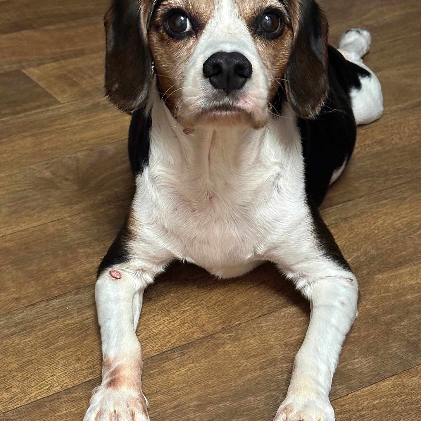 Guinness is registered to the contest to win money with this photo: animal, beagle, black, brown, canine, closeup, cute, dog, ears, face, fur, indoor, long_nails, looking, lying_down, paws, pet, pets, white, wooden_floor