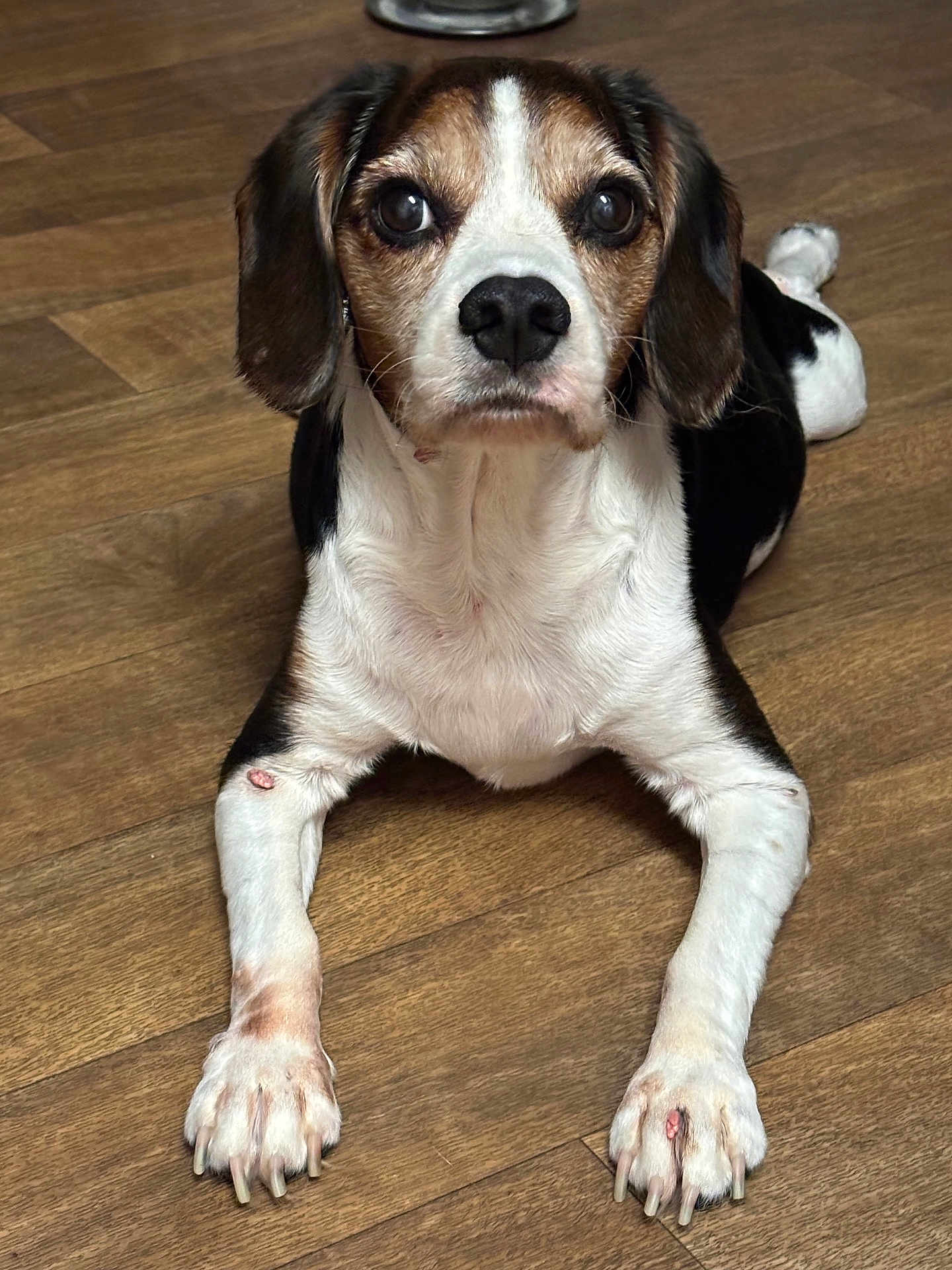 Guinness is registered to the contest to win money with this photo: dog, beagle, lying_down, wooden_floor, pets, animal, long_nails, brown, white, black, ears, face, paws, looking, indoor, cute, canine, fur, closeup, pet