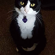 Pickles is registered to the contest to win money with this photo: accessories, animal, blackcat, bodypart, bowtie, cat, collar, couch, formalwear, furniture, jewelry, kitten, manx, mouth, necklace, necktie, person, pet, strap, tie