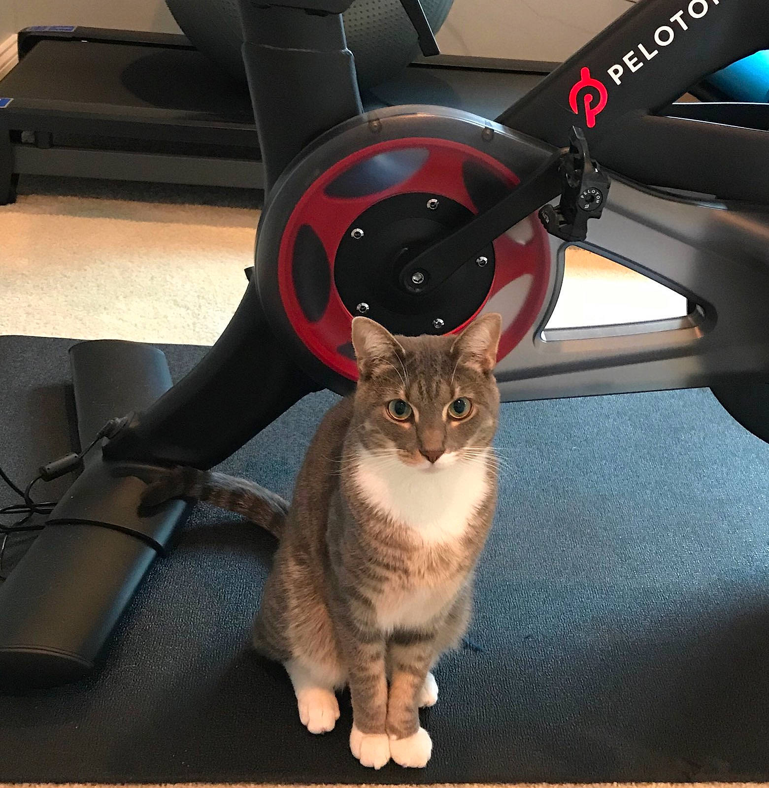 Bubba joined the competition — help win amazing prizes! alloy_wheel, automotive_design, automotive_exterior, automotive_lighting, automotive_tire, carnivore, cat, comfort, eye, felidae, fender, motor_vehicle, rim, small_to_medium_sized_cats, snout, tail, vehicle, vehicle_door, wheel, whiskers