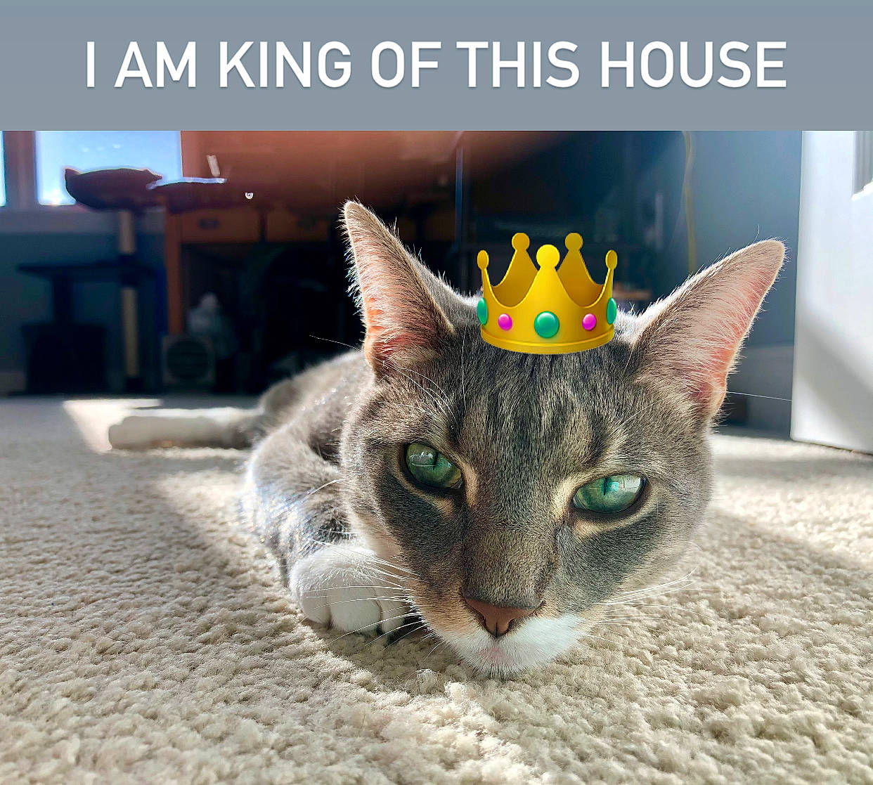 Bubba is registered to the contest to win money with this photo: carnivore, cat, cat_furniture, costume_hat, domestic_short_haired_cat, fashion_accessory, felidae, font, fur, hat, paw, photo_caption, small_to_medium_sized_cats, snout, whiskers