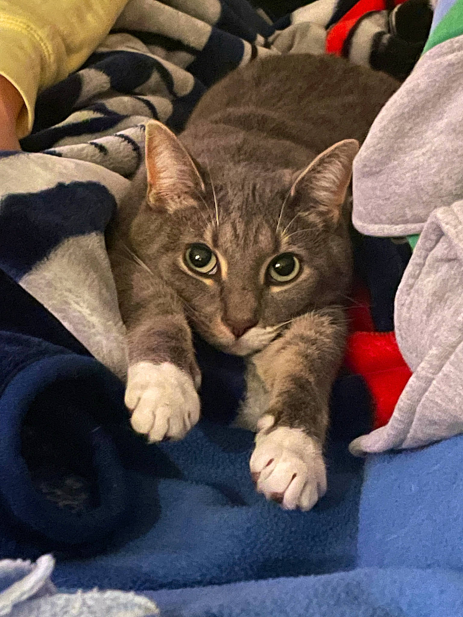 Bubba joined the competition — help win amazing prizes! carnivore, cat, claw, comfort, couch, domestic_short_haired_cat, eye, felidae, fur, paw, sitting, small_to_medium_sized_cats, snout, tail, whiskers