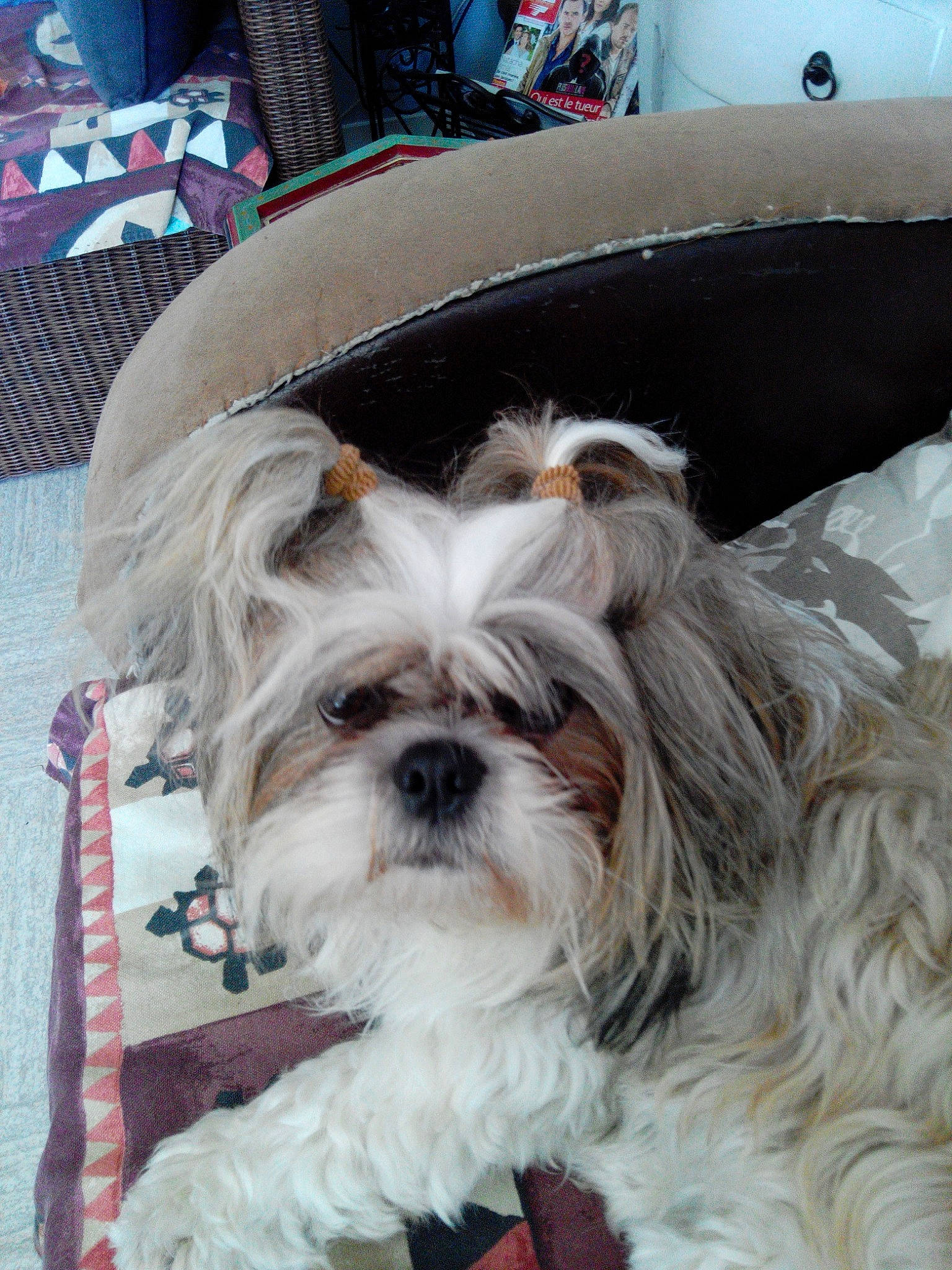 Zoé participe au concours pour gagner de l'argent avec cette photo : biewer_terrier, bolonka, canidae, carnivore, chinese_imperial_dog, companion_dog, dog, dog_breed, kyi_leo, lhasa_apso, lowchen, mal_shi, maltepoo, mammal, morkie, person, puppy, shih_tzu, snout, tibetan_terrier