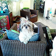 Zoé participe au concours pour gagner de l'argent avec cette photo : canidae, carnivore, cavachon, chinese_imperial_dog, companion_dog, dog, dog_breed, home, lhasa_apso, lowchen, maltepoo, maltese, mammal, morkie, non_sporting_group, shih_tzu, tibetan_terrier, toy_dog, vertebrate, wicker