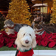 Leo joined the competition — help win amazing prizes! christmas_tree, decorations, dog, festive, floor, fur, golden_lights, greenery, holiday_decor, husky_statues, indoor, leash, pet, poinsettia, railing, red_sweater, sitting, umbrella, white_dog, winter