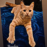 Astone a rejoint le concours — aidez-le/la à gagner de superbes lots ! cat, ginger_cat, orange_cat, feline, pet, animal, portrait, lying_down, stretching, front_paws, wide_eyes, whiskers, ears, tail, blue_blanket, bed, indoor, bedroom, cozy, monday