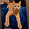 cat, ginger_cat, orange_cat, feline, pet, animal, portrait, lying_down, stretching, front_paws, wide_eyes, whiskers, ears, tail, blue_blanket, bed, indoor, bedroom, cozy, monday