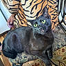 Lil Man is registered to the contest to win money with this photo: cat, black_cat, pet, animal, green_eyes, open_mouth, whiskers, pointed_ears, sitting, lounging, chair, patterned_fabric, blanket, tiger_print, human_hand, indoor, wooden_floor, floral_rug, portrait, closeup