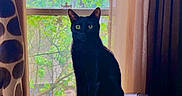 Lil Man is registered to the contest to win money with this photo: animal, black_cat, cat, chair, curtains, daylight, domestic_cat, furniture, green_eyes, indoor, looking, nature_outside, patterned_curtains, pet, quiet, resting, shadow, sheer_curtains, sitting, window
