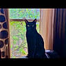 cat, black_cat, window, curtains, indoor, pet, animal, green_eyes, chair, furniture, daylight, nature_outside, sitting, domestic_cat, shadow, patterned_curtains, sheer_curtains, looking, quiet, resting