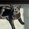 Lil Man is registered to the contest to win money with this photo: cat, black_cat, feline, pet, animal, lying_down, lounging, sunlight, shadow, yellow_eyes, fur, whiskers, ears, tail, paws, portrait, indoor, floor, relaxed, dramatic_lighting