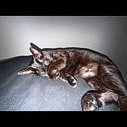 Lil Man joined the competition — help win amazing prizes! cat, black_cat, sleeping, resting, lying_down, couch, sofa, indoor, pet, animal, fur, whiskers, ears, paws, relaxed, nap, cozy, portrait, flash_photography, dark_background