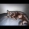 cat, black_cat, sleeping, resting, lying_down, couch, sofa, indoor, pet, animal, fur, whiskers, ears, paws, relaxed, nap, cozy, portrait, flash_photography, dark_background