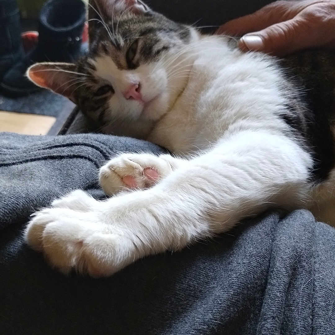 Lulu is registered to the contest to win money with this photo: animal, architecture, blanket, building, cat, chair, clothing, couch, cushion, furniture, homedecor, indoors, kitten, livingroom, manx, pants, person, pet, room, sleeping