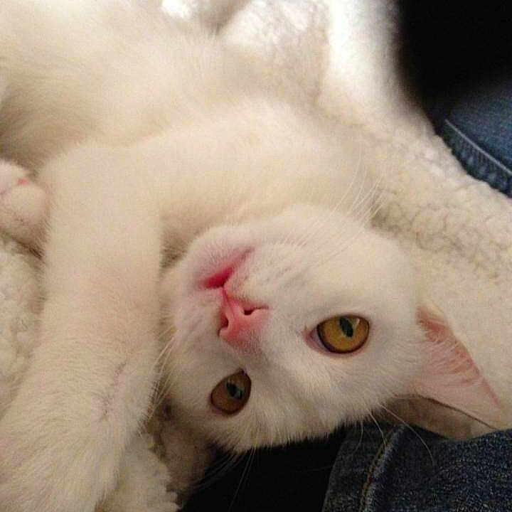 Lilah