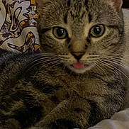 Remi joined the competition — help win amazing prizes! cat, tabby, tongue_out, bed, pillow, indoor, feline, relaxed, cute, whiskers, ears, eyes, pet, animal, cozy, fur, domestic, sleepy, resting, soft_lighting