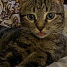 cat, tabby, tongue_out, bed, pillow, indoor, feline, relaxed, cute, whiskers, ears, eyes, pet, animal, cozy, fur, domestic, sleepy, resting, soft_lighting