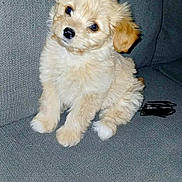 Concha is registered to the contest to win money with this photo: adorable, animal, black_nose, couch, cute, dog, domestic, ears, face, fluffy, friendly, fur, gray_background, indoors, looking, pet, puppy, sitting, small, young