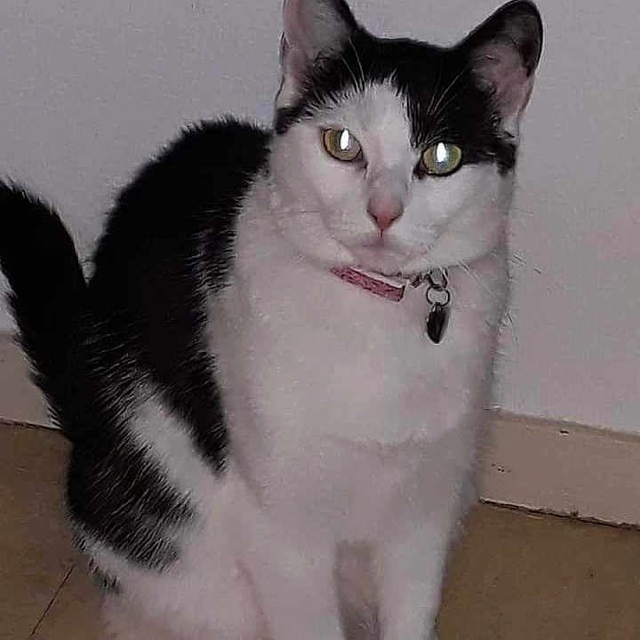 Tyna