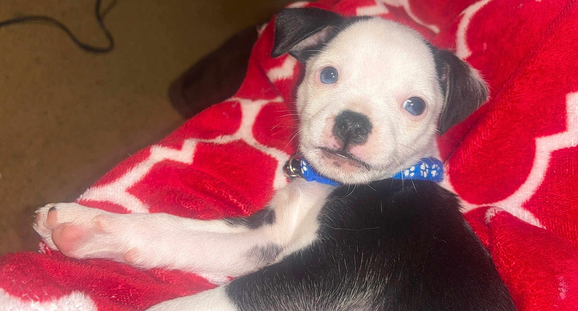 Panda joined the competition — help win amazing prizes! puppy, dog, black_and_white, collar, blue_collar, blanket, red_blanket, white_pattern, pet, young_dog, cute, animal, indoor, lying_down, fur, small, looking_at_camera, paw, domestic_animal, companion