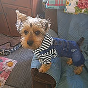 Ozzie Rose joined the competition — help win amazing prizes! dog, terrier, small_dog, pet, animal, portrait, fashion, clothing, striped_shirt, denim_overalls, sitting, chair, indoors, furniture, floral_pattern, plaid_pattern, wooden_cabinet, carpet, long_hair, looking_at_camera