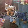 dog, terrier, small_dog, pet, animal, portrait, fashion, clothing, striped_shirt, denim_overalls, sitting, chair, indoors, furniture, floral_pattern, plaid_pattern, wooden_cabinet, carpet, long_hair, looking_at_camera