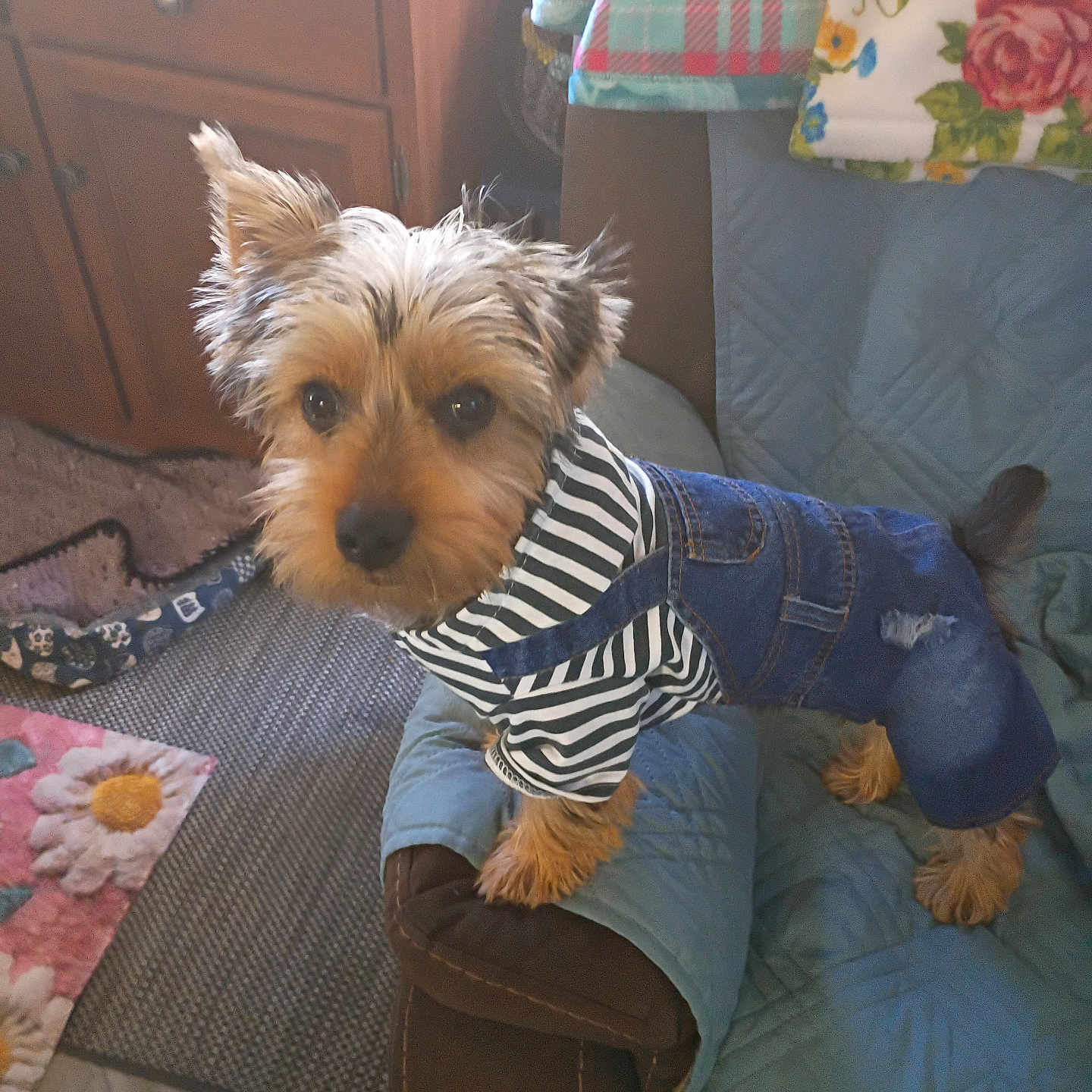 Ozzie Rose