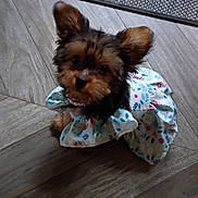 Bella Rose joined the competition — help win amazing prizes! dog, puppy, small_dog, yorkshire_terrier, floral_outfit, dress, ruffles, fashion, portrait, indoor, wooden_floor, large_ears, brown_fur, black_fur, cute, pet, sitting, camera_facing, animal, adorable